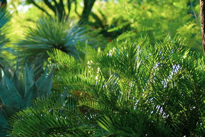 Close-up of pine tree leaves