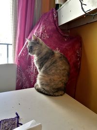 Cat sitting on table at home