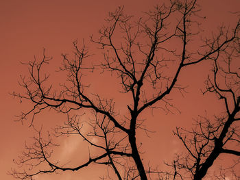 Low angle view of silhouette bare tree against sky at sunset