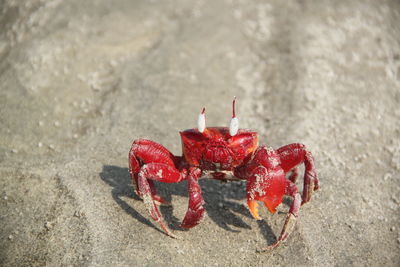 High angle view of crab on sand