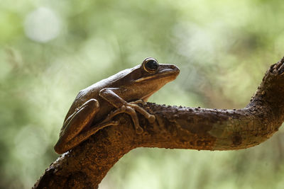 Close-up of a lizard on branch