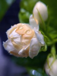 Close-up of white flower on plant