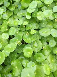 Full frame shot of green leaves