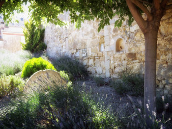 Plants growing on wall