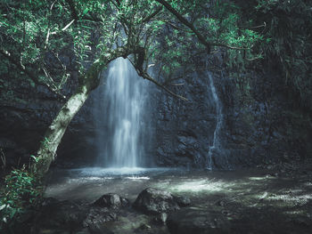 Scenic view of waterfall in forest