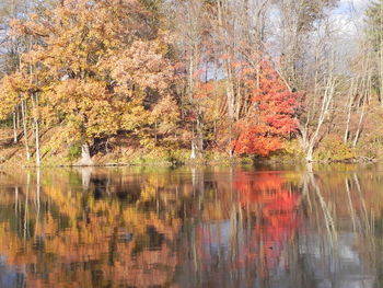 Reflection of trees in lake