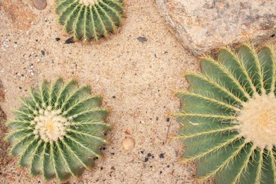 High angle view of succulent plant on field