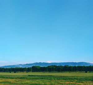 Scenic view of field against clear blue sky