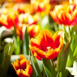 Close-up of tulips blooming outdoors