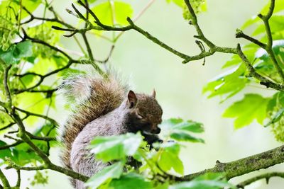 Low angle view of squirrel on tree