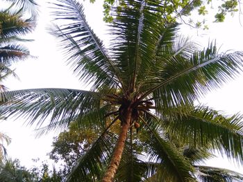 Low angle view of palm trees against sky