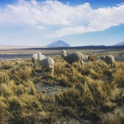 Scenic view of field against sky