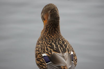 Close-up of bird in water