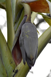 Close-up of bananas