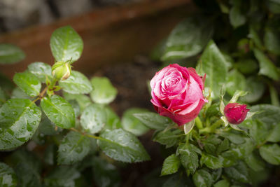 Close-up of pink rose