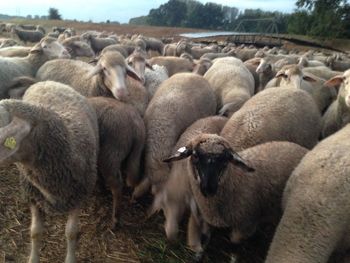 View of sheep in field