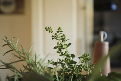 Close-up of potted herbs frech cooking 