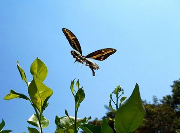 Low angle view of butterfly flying against clear sky