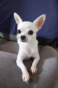 Portrait of dog sitting on sofa