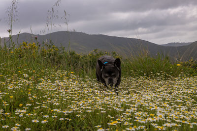 Dog in a field