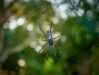 Close-up of spider on web