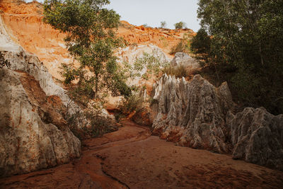 Rock formation in forest