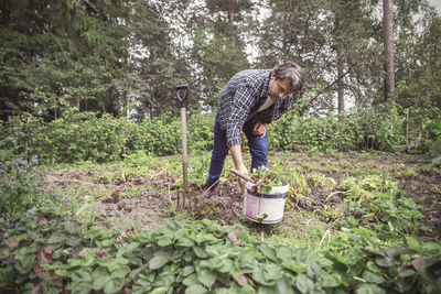 Mid adult man working in organic farm