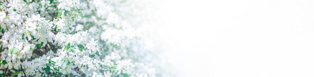 Close-up of white flowering plants against sky