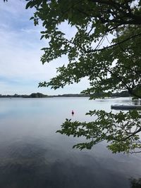 Tree by lake against sky