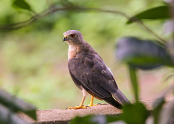 Close-up of bird perching on plant