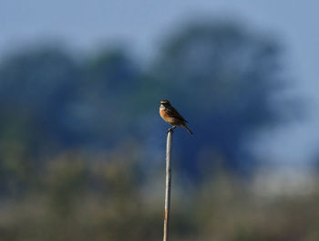 Close-up of bird perching