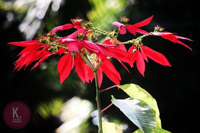 Close-up of red flower tree