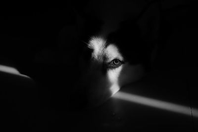 Close-up portrait of dog lying on floor in darkroom