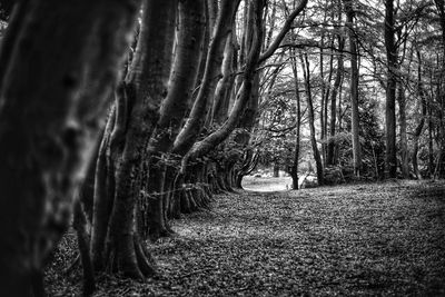 Trees on field in forest