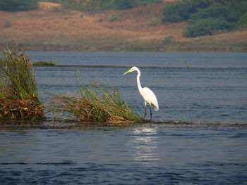 Bird in a lake