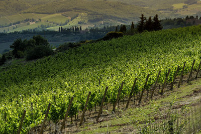 Scenic view of vineyard