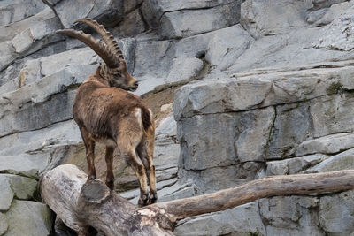 Close-up of an capricorn