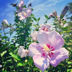 Close-up of pink flower