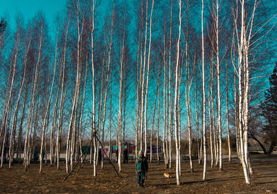 Panoramic shot of trees in forest