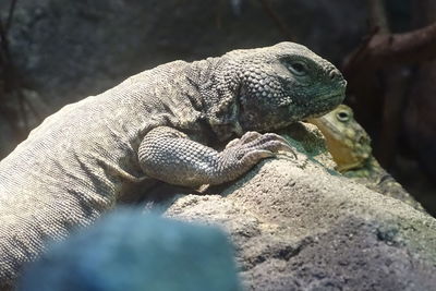 Close-up of lizard on white surface