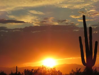 Silhouette cactus against sky during sunset