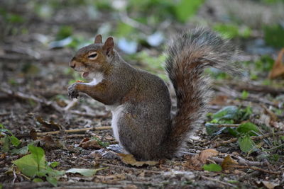 Close-up of squirrel