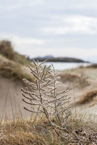 Close-up of plants on field against sky