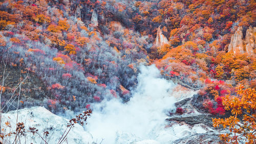 Scenic view of forest during autumn