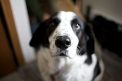 Close-up portrait of a dog