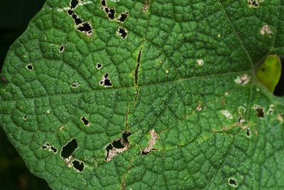 High angle view of leaves on leaf