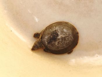 High angle view of a turtle