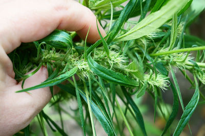 Close-up of hand holding leaf