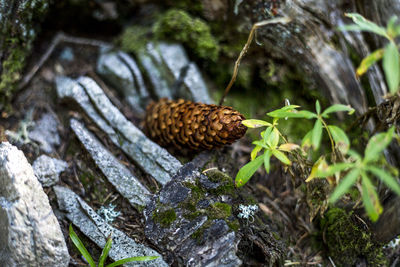 Close-up of pinecone amidst wood
