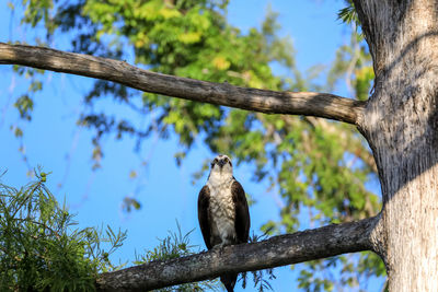 Osprey bird of prey pandion haliaetus perches on a tree at clam pass in naples, florida 